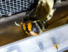 Nicrophorus vespillo
