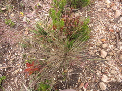 Calamagrostis effusa