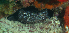 Sanopus astrifer