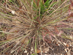 Calamagrostis effusa