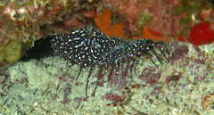 Sanopus astrifer