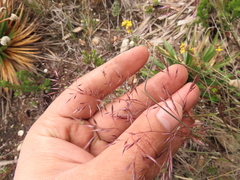 Calamagrostis effusa