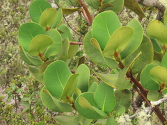 Clusia multiflora