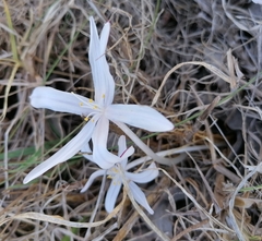 Gethyllis afra