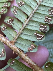 Dryopteris apiciflora