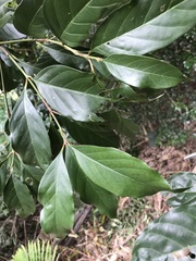 Aidia cochinchinensis