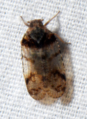 Cixius nervosus
