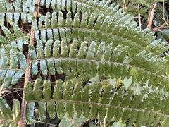 Dryopteris apiciflora