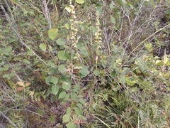 Artemisia tanacetifolia