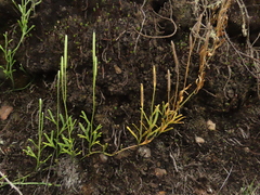 Diphasiastrum thyoides