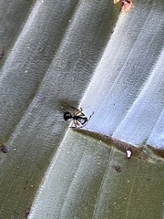 Polyrhachis femorata