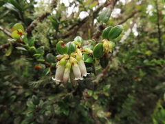 Disterigma alaternoides