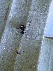 Polyrhachis femorata
