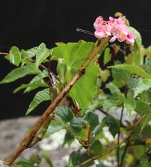 Begonia bracteosa