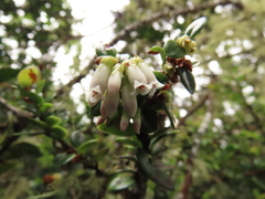 Disterigma alaternoides