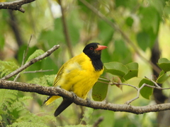 Oriolus larvatus