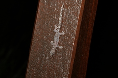 Amalosia jacovae