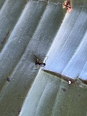 Polyrhachis femorata