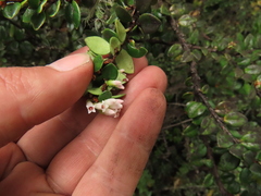 Disterigma alaternoides