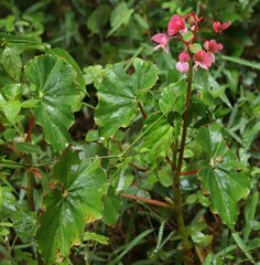 Begonia bracteosa