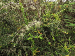 Disterigma alaternoides