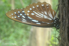 Penthema lisarda lisarda