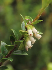 Disterigma alaternoides