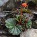 Begonia veitchii - Photo (c) Luca Boscain,  זכויות יוצרים חלקיות (CC BY-NC), הועלה על ידי Luca Boscain