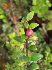 Disterigma alaternoides