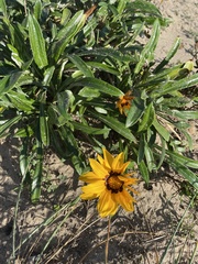 Gazania rigens