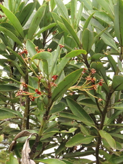 Drimys granadensis