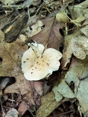 Clitopilus