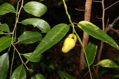 Leichhardtia fraseri