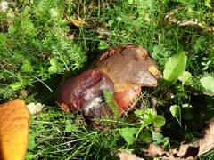 Neoboletus xanthopus