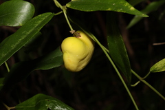 Leichhardtia fraseri