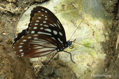 Penthema lisarda lisarda