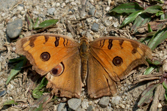 Junonia almana almana