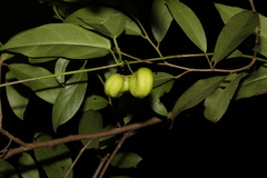 Leichhardtia fraseri