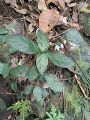 Codonacanthus pauciflorus