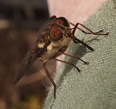 Scaptia