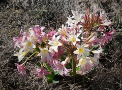 Ammocharis longifolia