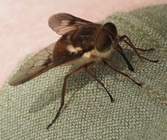 Scaptia