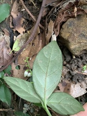 Codonacanthus pauciflorus