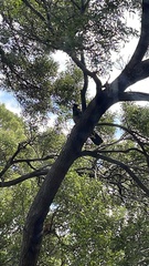 Zanda funerea xanthanota