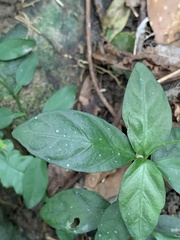 Codonacanthus pauciflorus