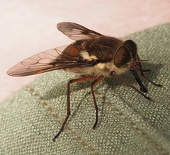 Scaptia