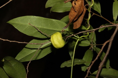 Leichhardtia fraseri