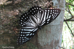 Penthema lisarda lisarda
