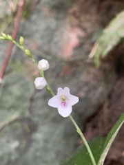 Codonacanthus pauciflorus