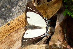 Polyura dolon